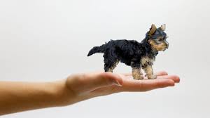 tiny dog on human hand