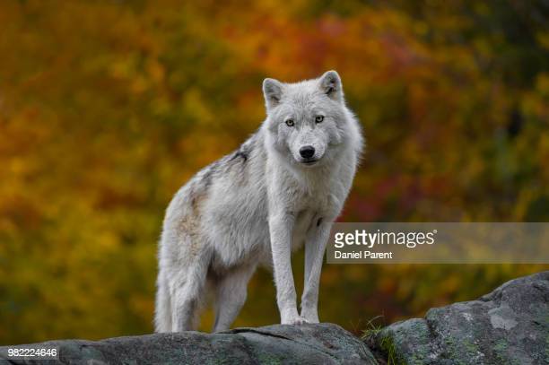 grey wolf