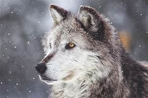 wolf in snow