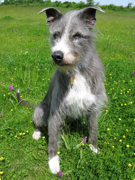 Bo on grass