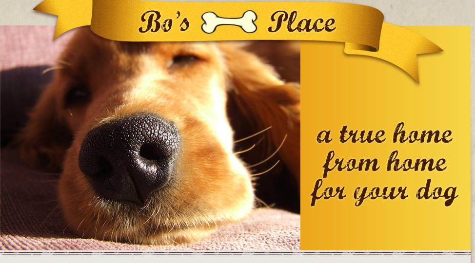 Bo s Place at Villalee Dog Boarding Prices