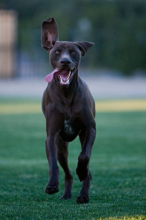 Dog running