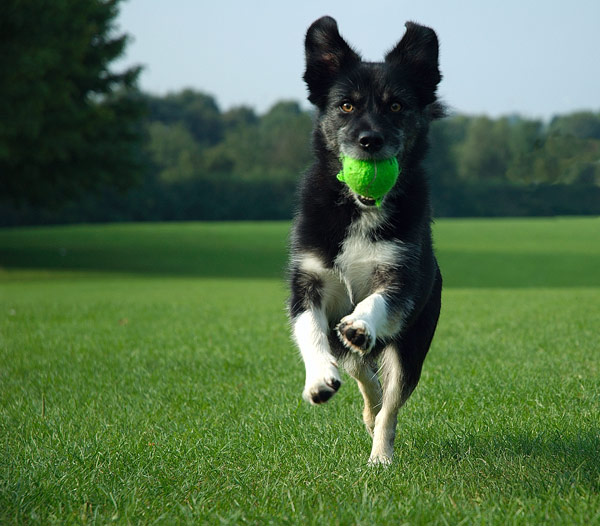 Dog with ball